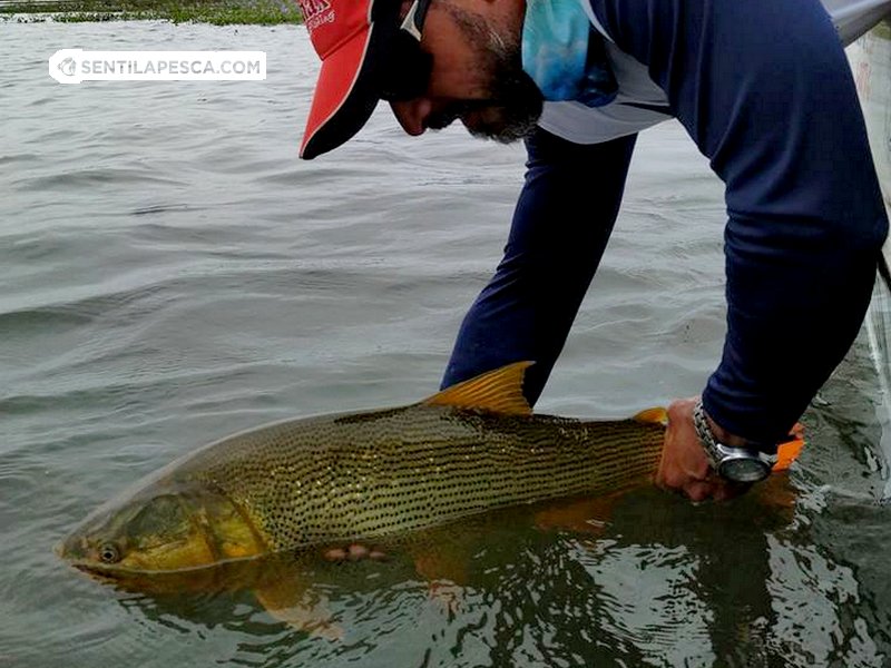 Sentilapesca's tweet photo. INFORMES | Hay días absolutamente adrenalínicos de principio a fin, en otras ocasiones el #pique se da mayormente a la mañana y otras a veces a la tarde > https://t.co/Mgxi5iOsMy
#pescadeportiva #rosario #santafe #pescaembarcada #dorados #sentilapesca #bait #fly #condevolucion https://t.co/ccyqrd6qik