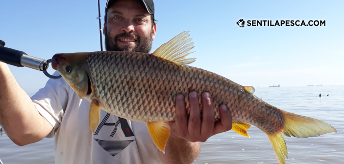 Sentilapesca's tweet photo. INFORMES | Despidiendo a las reinas de la temporada > https://t.co/cKwHLOauRZ
#bogas #pescadeportiva #berisso #pescaembarcada #riodelaplata https://t.co/GdJdpkYe26