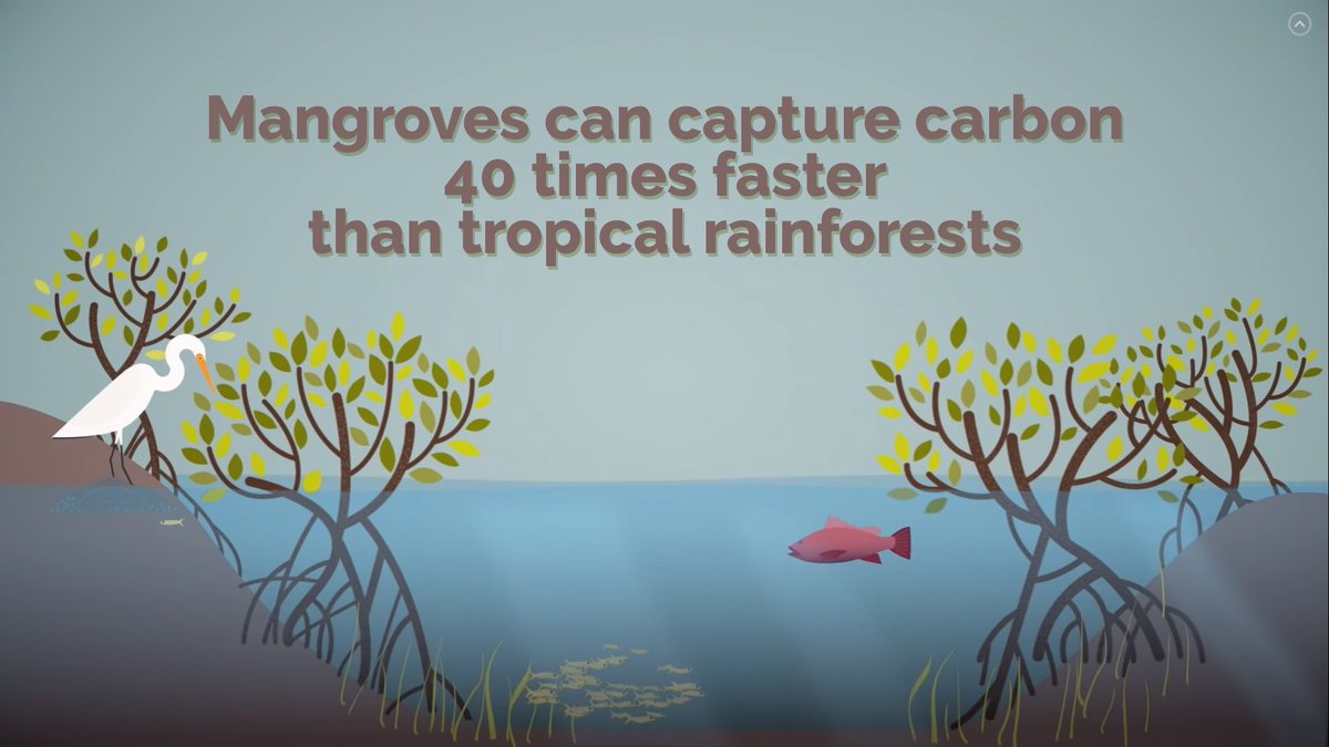 MangroveProject's tweet photo. Check out the awesome new animation - How Nature can Save us from Climate Breakdown https://t.co/XTF2YmiNCe
Amazing that #mangroves can capture carbon 40 times faster than tropical rainforests! They are critical to avoiding climate catastrophe
#naturalclimatesolutions #BlueCarbon https://t.co/WOJnCbewhV