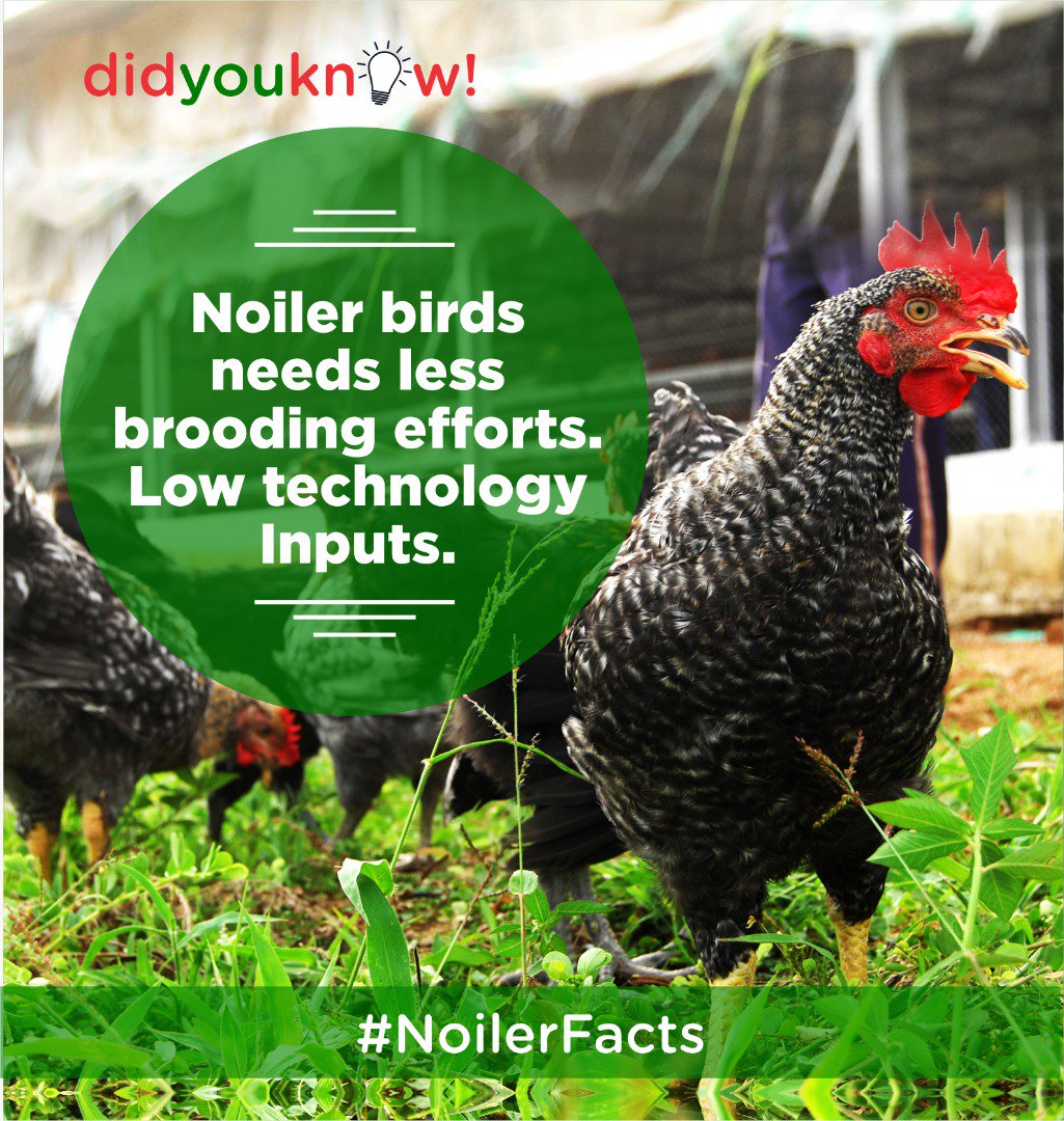 Noilerng tweet media