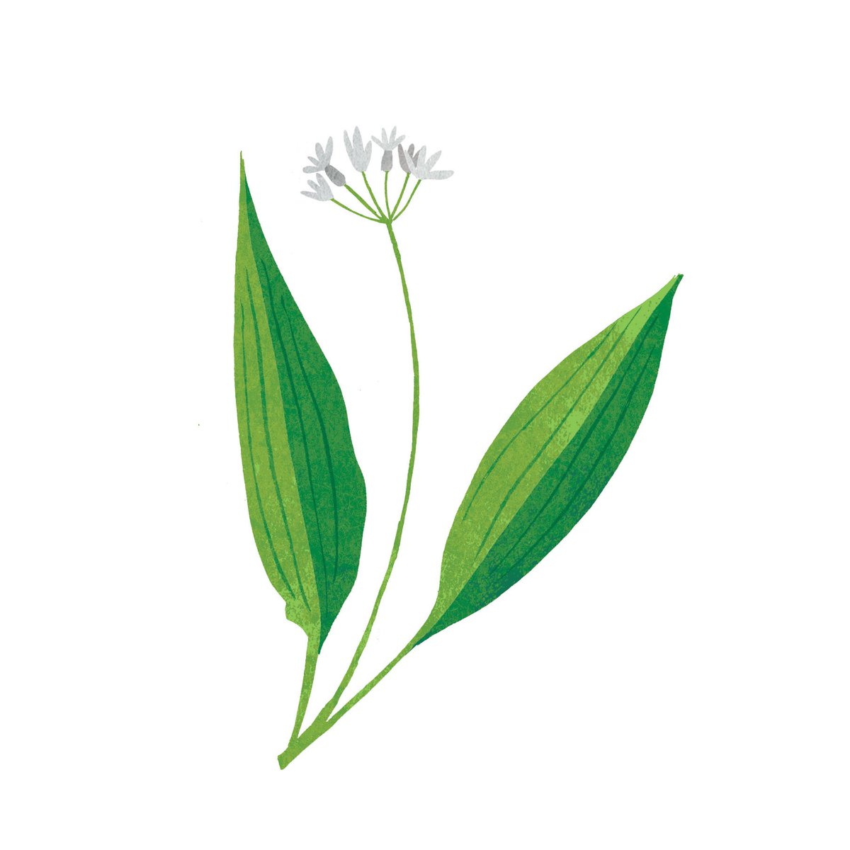 saramulvanny's tweet photo. Here's a few more illustrations from ‘Family Foraging’ by David Hamilton which is out now!⠀@TheQuartoGroup @DaveWildish @agencyrush #familyforaging #books #spring https://t.co/nVYbZKgUki
