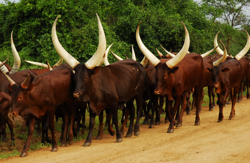 SARRSBeef's tweet photo. Fact: Most cattle in this region are held among the smallholder farmers.  How do we in a sustainable way help the smallholder farmer to turn his cattle into a business? One of the many questions that we seek to deal with as a regional platform @Solidaridad_SAF @Makera_Cattle https://t.co/c487TyUTVY