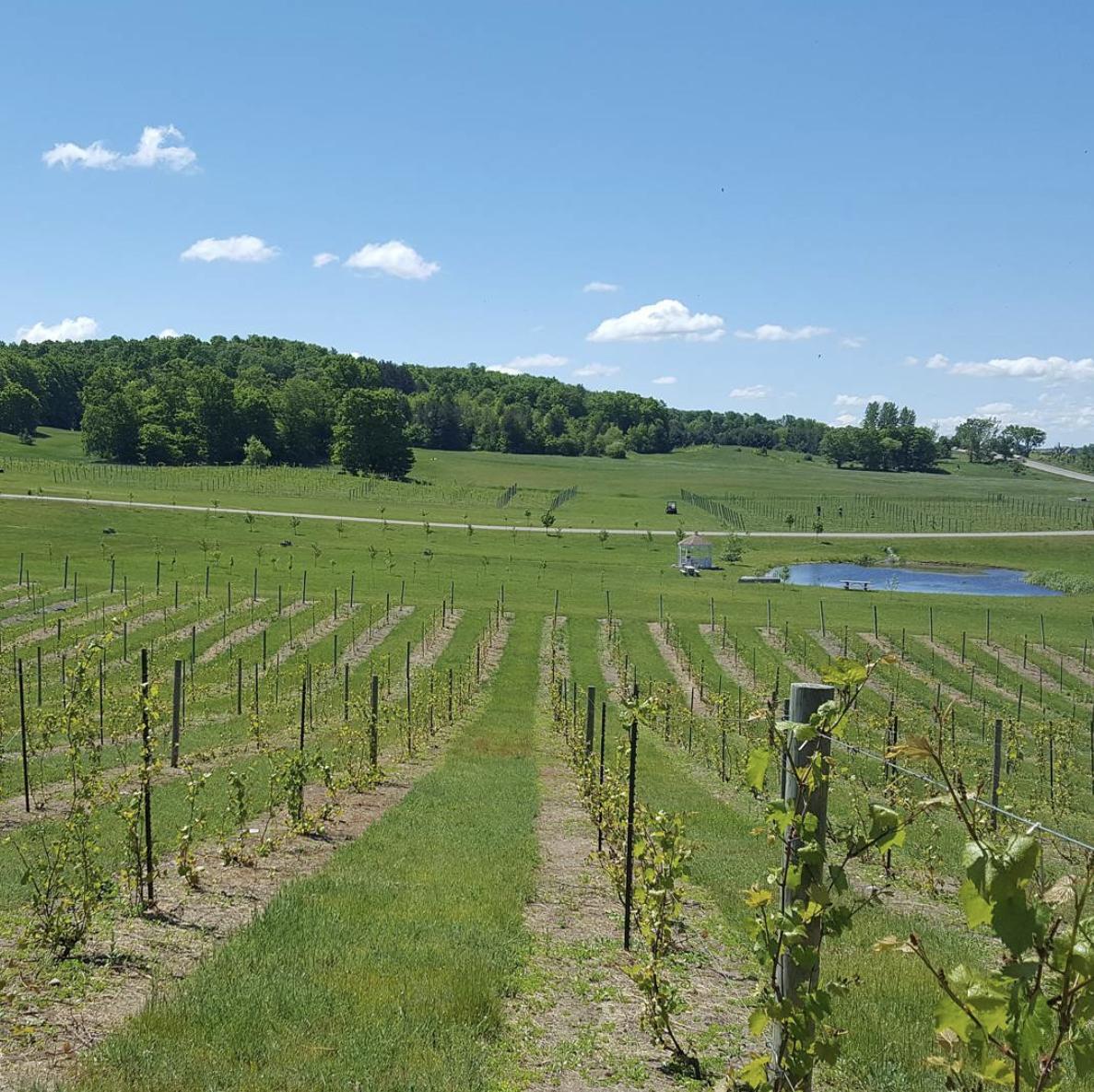 JaimeSaysBlog's tweet photo. Looking for a new #wine region to visit in America? Head to Northern #michigan @PetoskeyArea to check out the #TipoftheMitt #AVA and the #PetoskeyWineRegion https://t.co/Cl98PeSxEz https://t.co/fzHNUcQ4Bl