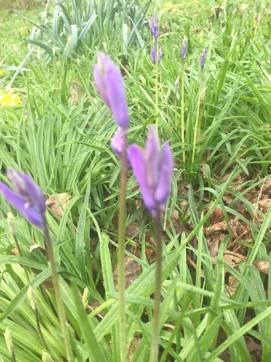 WellbeingCR's tweet photo. The first #bluebells have appeared. Alongside #woodlanddaffodils . #springwellbeing  is here good &amp; proper. https://t.co/Bz6PkIOAec