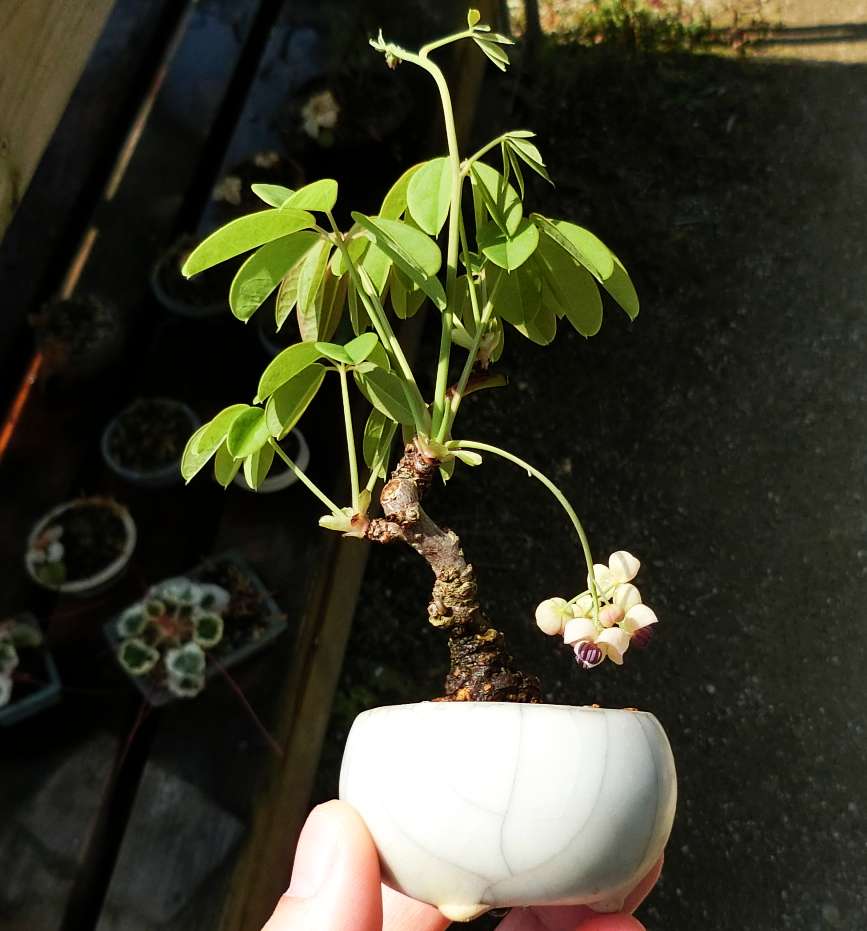 5ｃｍ盆栽 على تويتر アケビ ミニ盆栽 Bonsai Minibonsai 挿し木 町直鉢 あけびに花が 雄花ですけどね アケビ挿し木歴5年ぐらい ミニ鉢ははありますが雌花来たことは 一度もないです 汗 でも許す 空想して楽しみます