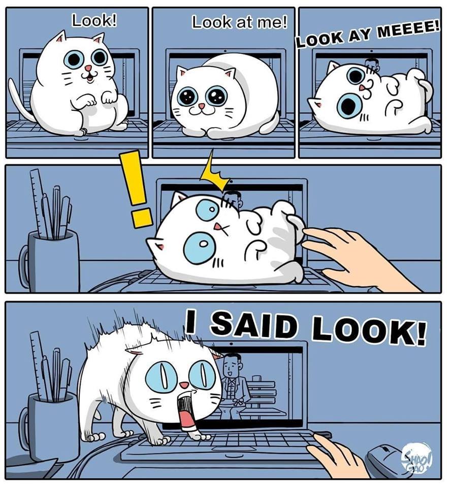 meowbox's tweet photo. AKA just another day in the meowbox office 😬 #themeowlife #petsplease {Courtesy of https://t.co/4tQmH9C6d3} https://t.co/b4CAxp9GvO