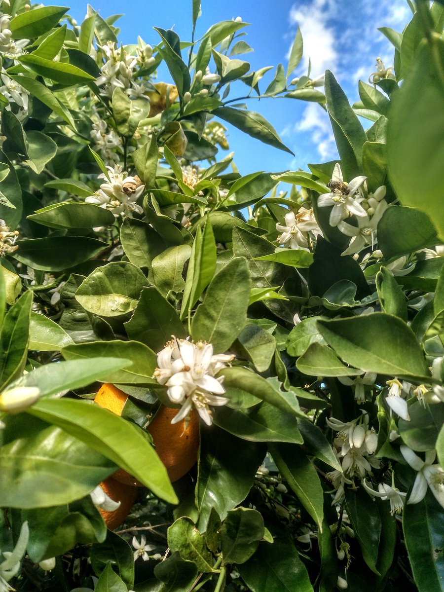 crespillo3's tweet photo. 🍊Buenas tardes #citrícolas🍊

📝:Nuestras pequeñas trabajadoras no descansan 🐝 ante la alerta de #chubascos para la próxima semana ⛈️

🎙️: Durante los próximos días la mayoría de los cultivos #citrícola están en plena #floración 🌼

📍: #VegaGuadalquivir #SUNARAN

📸: #DptoIDi https://t.co/pq3yvVpjfZ