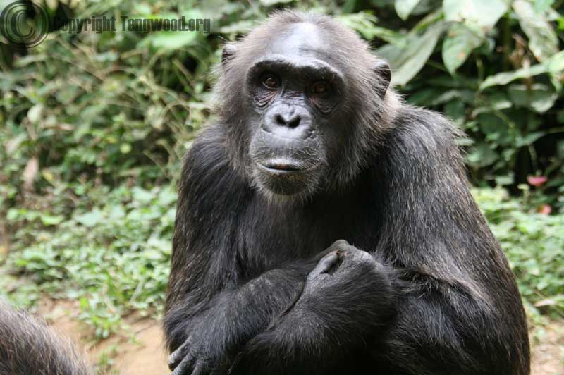 TheWCS's tweet photo. Itโs Location, Location, Location for three Nigeria-Cameroon Chimp Populations in Ecology and Evolution : https://t.co/LGFutw0ehq - #WCSCameroon #RogerFotso #BernardFosso #RugginAmbahe #Chimpanzee #Habitat #NicheModels https://t.co/taHDkZhr1f