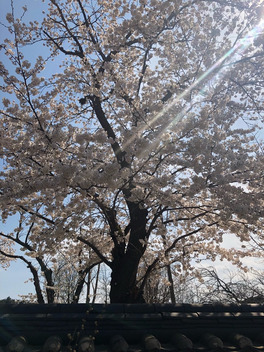 silverbell (@treelilac) on Twitter photo 