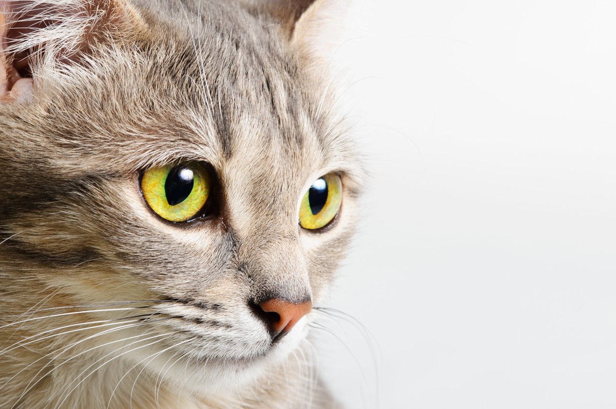 isvps_org's tweet photo. We will be on stand D11 at OMV congress in Portugal on 6-7 April! https://t.co/QRExpQAxQh - If you're attending, stop by to find out more about the European School of Veterinary Postgraduate Studies and the qualifications we can offer to help enhance your career. See you there! https://t.co/G5VJk05xG1