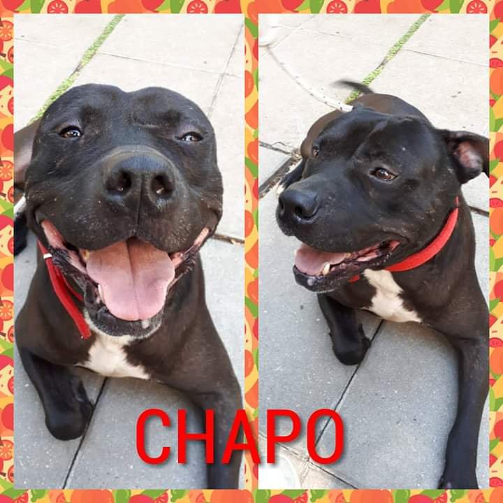 Liberados del Pasteur tweet media