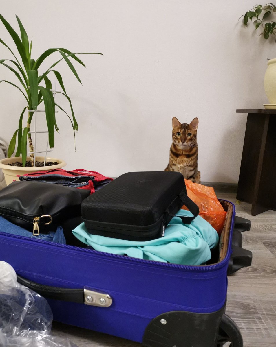 Анчоус tweet media