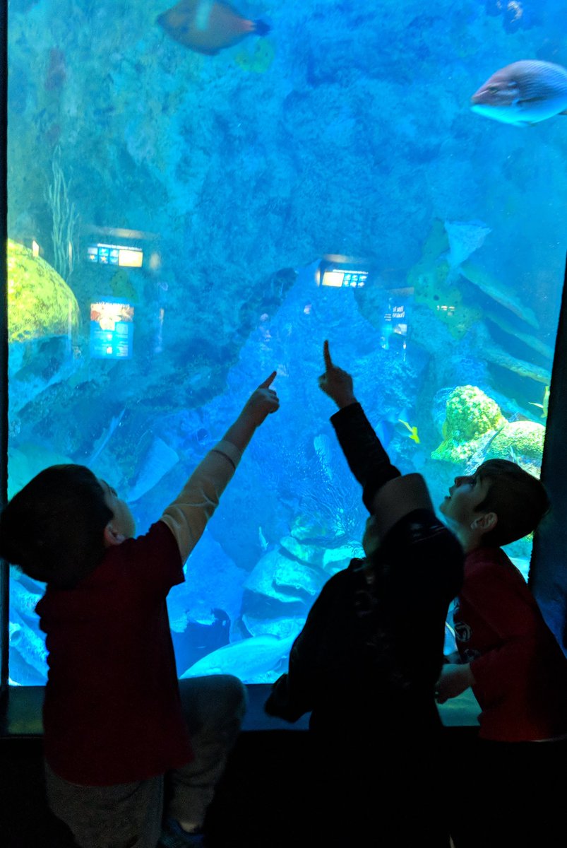 Teach_Sancinito's tweet photo. 2nd graders had a great day exploring sea life and learning about ocean habitats @NEAQ #gdrsdchat  @FloRoElem @MilnKaye https://t.co/kqp5YcOzfX https://t.co/9fNqkBC7GY