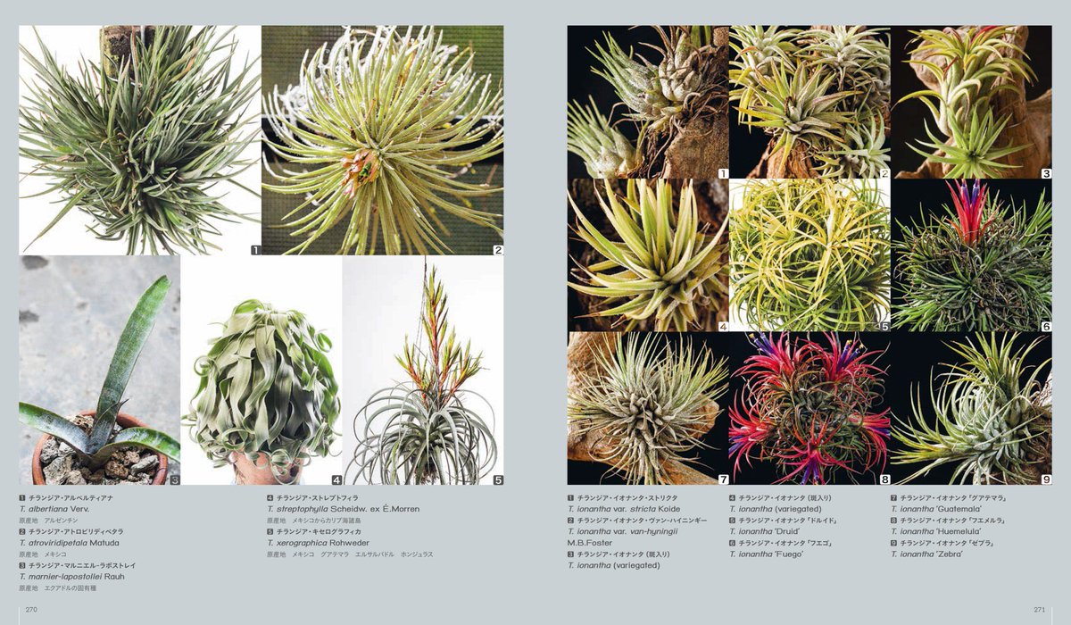 Ferment Books 多肉植物全書 こちらも翻訳書の編集担当しました タイ珍奇植物カリスマ オームくん渾身の660p大著 日本サイド翻訳スタッフは サボテン全書 は同メンツです 監修 飯島健太郎先生 翻訳 大塚美里さん カバーデザイン 佐々木俊さん Ferment Books 多肉植物全書 こちらも翻訳書の編集担当しました タイ珍奇植物カリスマ オームくん渾身の660p大著 日本サイド翻訳スタッフは サボテン全書 は同メンツです 監修 飯島健太郎先生 翻訳 大塚美里さん カバーデザイン 佐々木俊さん