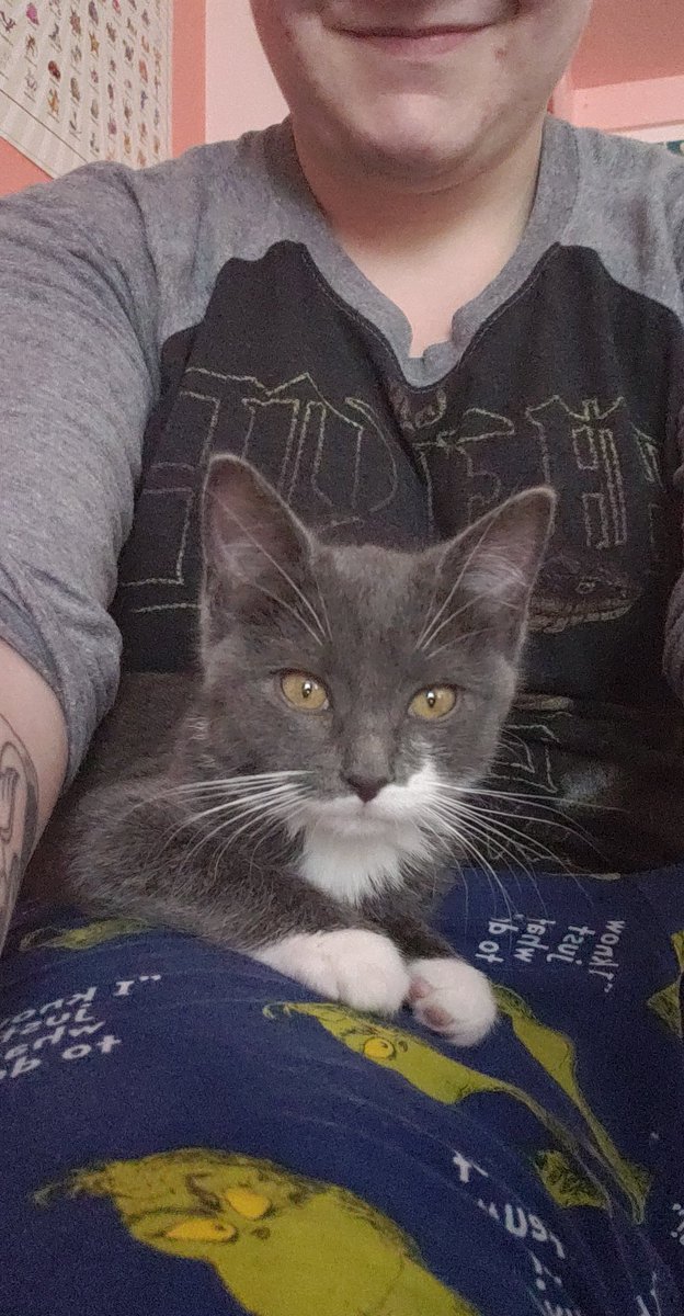 sizzle_kitten's tweet photo. A foster beeper! Her name is Astrid and she is being adopted by my best friend! She was found in the big Colorado blizzard out in Berlington a few weeks ago 🥶 #foster #kitten #fostercat #cat #pawsco https://t.co/usKHDp8Ei1