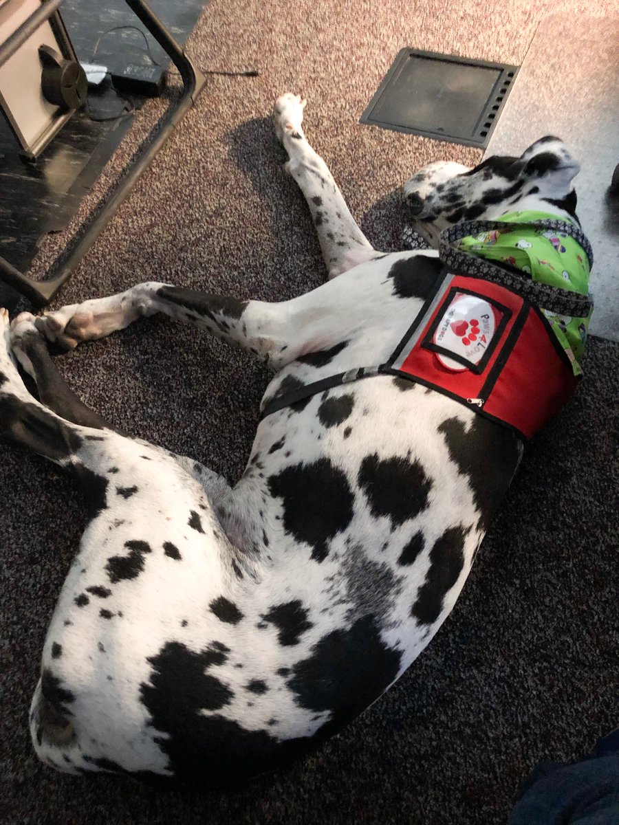 Paws 4 Love therapy dogs are visiting the Reno Public Safety Dispatch center today. Kodi is dispatcher for a day while Kona is lying down on his dispatch job!