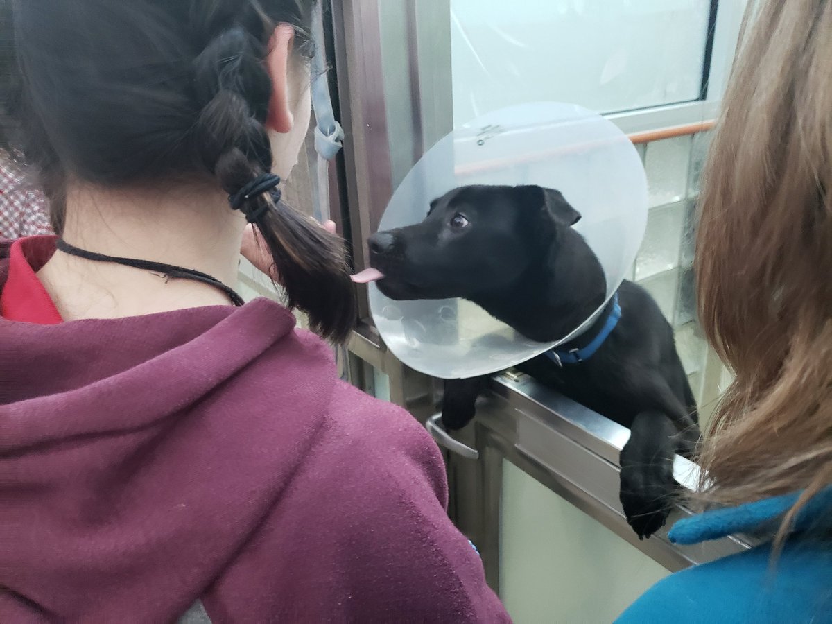 StuartHobsonSEM's tweet photo. SHMS Museum Studies students spreading love by delivering handmade toys to cats and dogs at the Humane Rescue Alliance. @StuartHobsonMS @SEMinDCPS @MatthewMReif @MrComeforo https://t.co/3S1Tv3q0Md