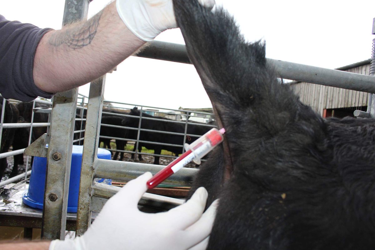 FarmingConnect's tweet photo. 🐮🐑ANIMAL HEALTH TESTING CLINICS🐑🐮

The animal health testing includes sampling, testing, and one-to-one feedback from local vets and are fully funded.

To register, contact your Local Development Officer or the Farming Connect Service Centre on 08456 000 813. https://t.co/y3J1sezaaH