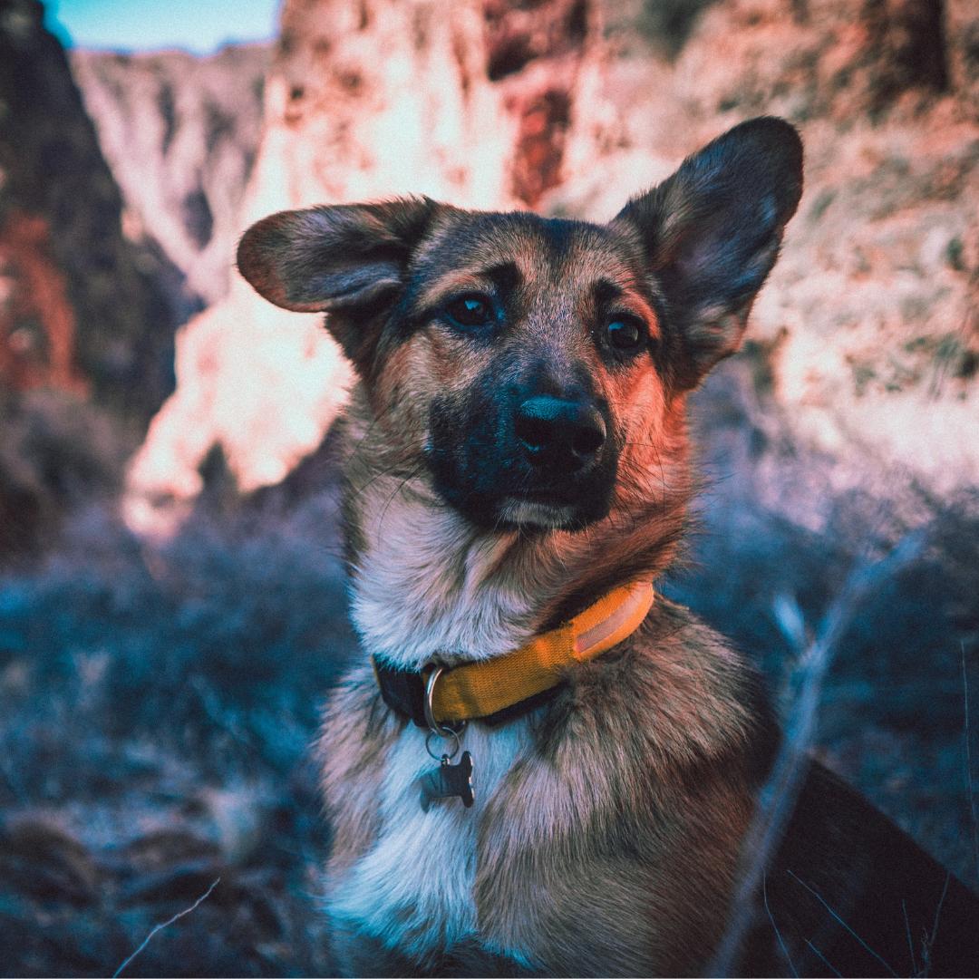 desertark_vet's tweet photo. Happy #NationalWalkingDay everyone! 🌞

The sun is shining and what better way to enjoy your day than taking a stroll with your furry friend? 🚶‍♂️🐶

-
#PetLove #WednesdayMotivation #WisdomWednesday #FurryFriend https://t.co/4aaiL03MyB
