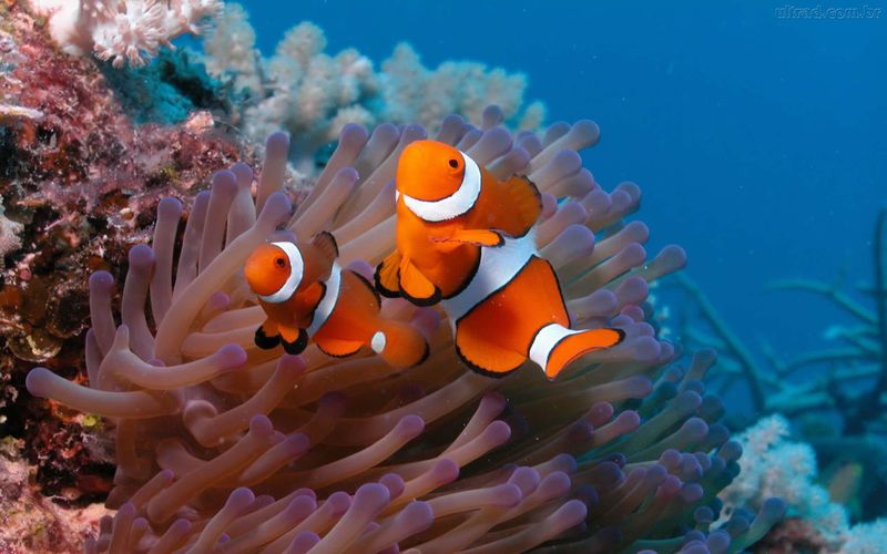 RumiLoveQuotes's tweet photo. Most Beautiful Fish in the World - https://t.co/9siKbnQAyq https://t.co/lBfI13cLjj