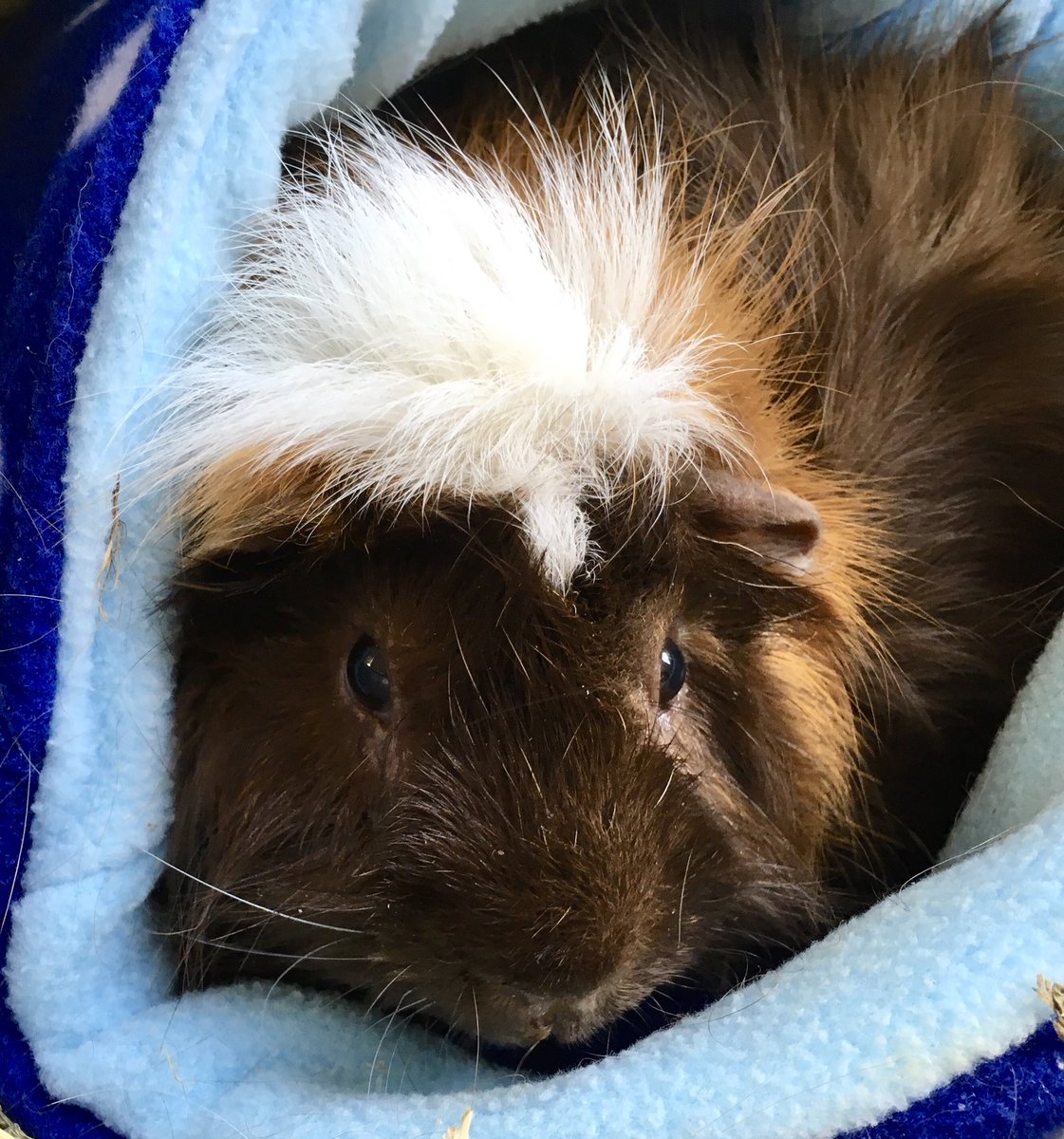 MoleyRatty's tweet photo. A year ago today. Moley. https://t.co/Zw6jH55vy8