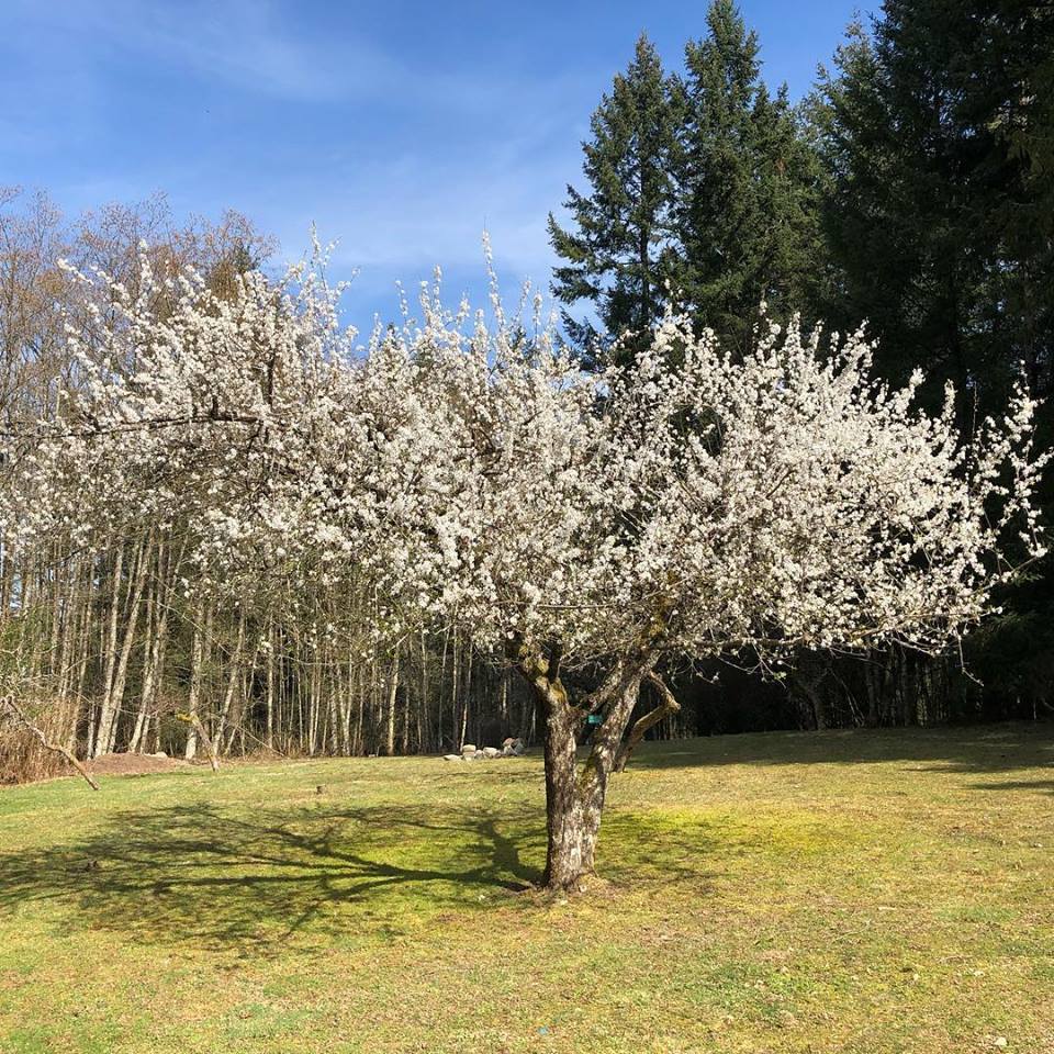 Spring time is a lovely reminder of how beautiful change can truly be!
#change #spring #blossom #beautiful #tree #cedarscobblehill #wearerecovery