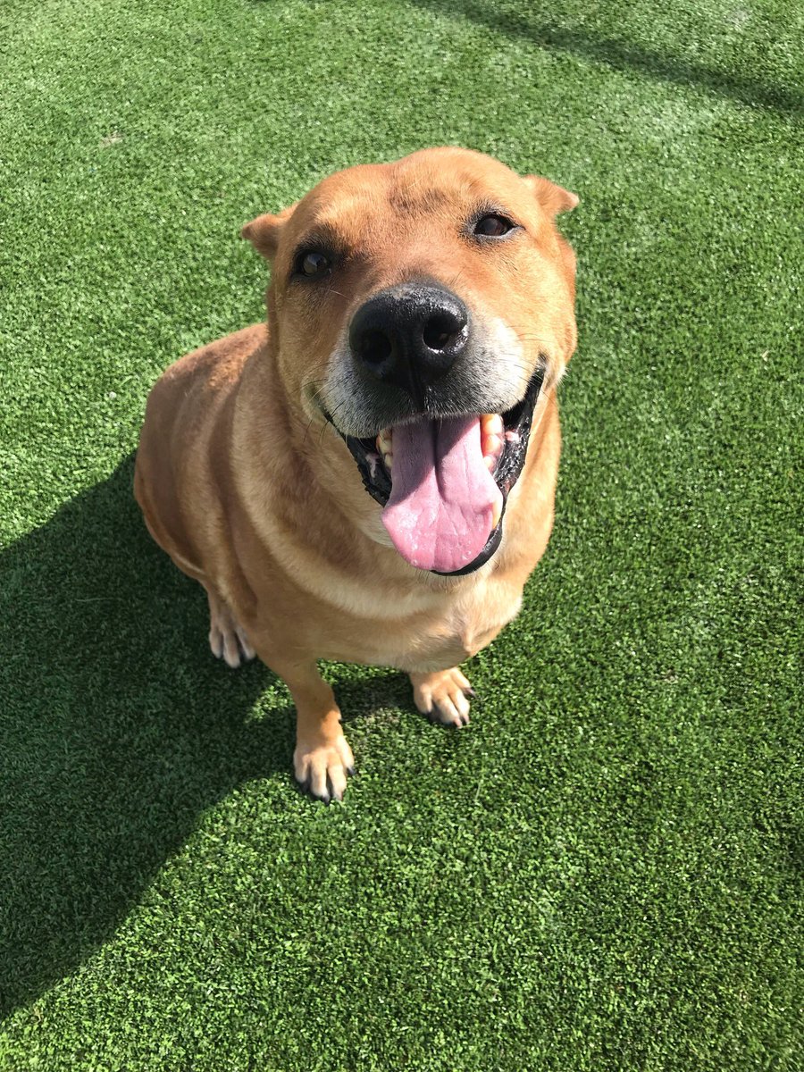 GPAS_TX's tweet photo. It’s Senior Dog Wednesday and we’re shining out spotlight on Goldie! At an estimated 10 years old, Goldie has seen it all! Now, she’s ready to settle down and watch the clouds roll by. If you're looking for a dream chasing, pool loving girl then we’ve found the perfect match. https://t.co/KEEpPul86Z
