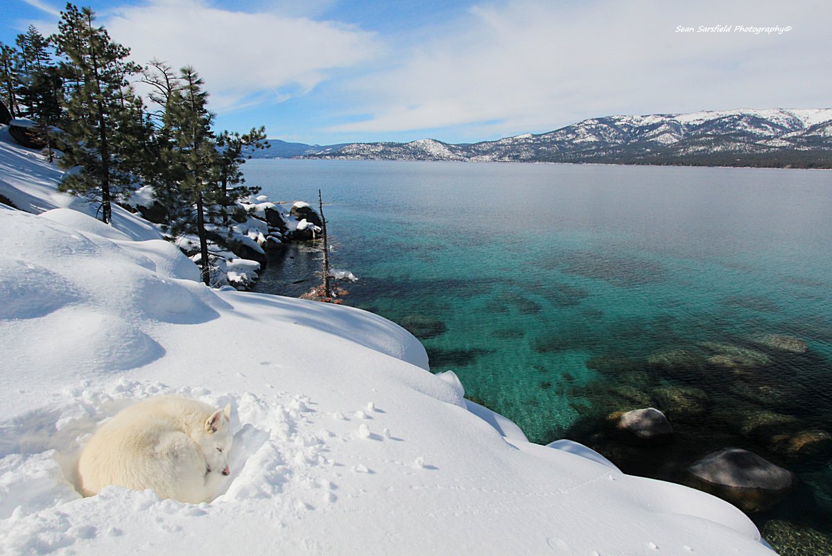 PhotoSarsfield's tweet photo. Become One With Nature
#Sekani #Winter #LakeTahoe
#MakeFreshTracks #TheRoadLessTravelled
#Gallery https://t.co/V98vpXZv8W
@k9magazineboss @BonfirePictures @dogandpuplovers @dogcelebration
@DOGliving @GoPetFriendly https://t.co/6BmlYERWwx