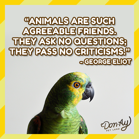 Animals are compassionate, loving creatures – and we're proud to have created a game that honors them ❤️

Play @donayapp on the <a href="/AppStore/">App Store</a> and <a href="/GooglePlay/">Google Play</a>:
urlgeni.us/don-ay

#wisdomwednesday #wednesdaywisdom #mobilegame #pets #animallover #donation #petrescue #donay