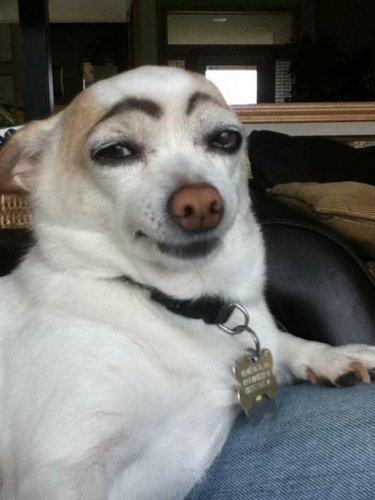 JCole_DC's tweet photo. Hilarious Animal Pictures - https://t.co/F0lE2aaWQc https://t.co/ALLO2X8nhX