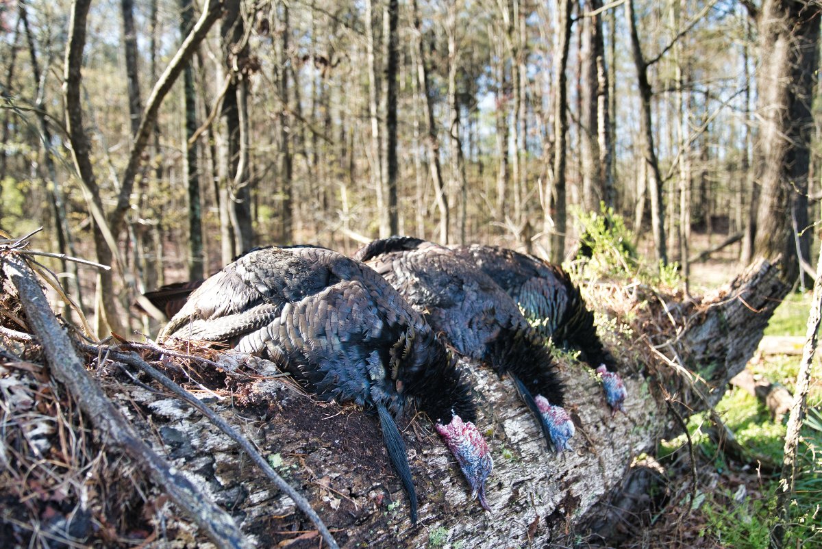 WeHuntCrew's tweet photo. Can't stop the flop! After a rough start we got a youth his first turkey ever this morning... a 23lb gobbler which was part 1 of a father/son triple turkey hunt! #WeHuntSC #TurkeyHunting #Hunting #Turkeys #CantStopTheFlop https://t.co/8ujXnNakLx