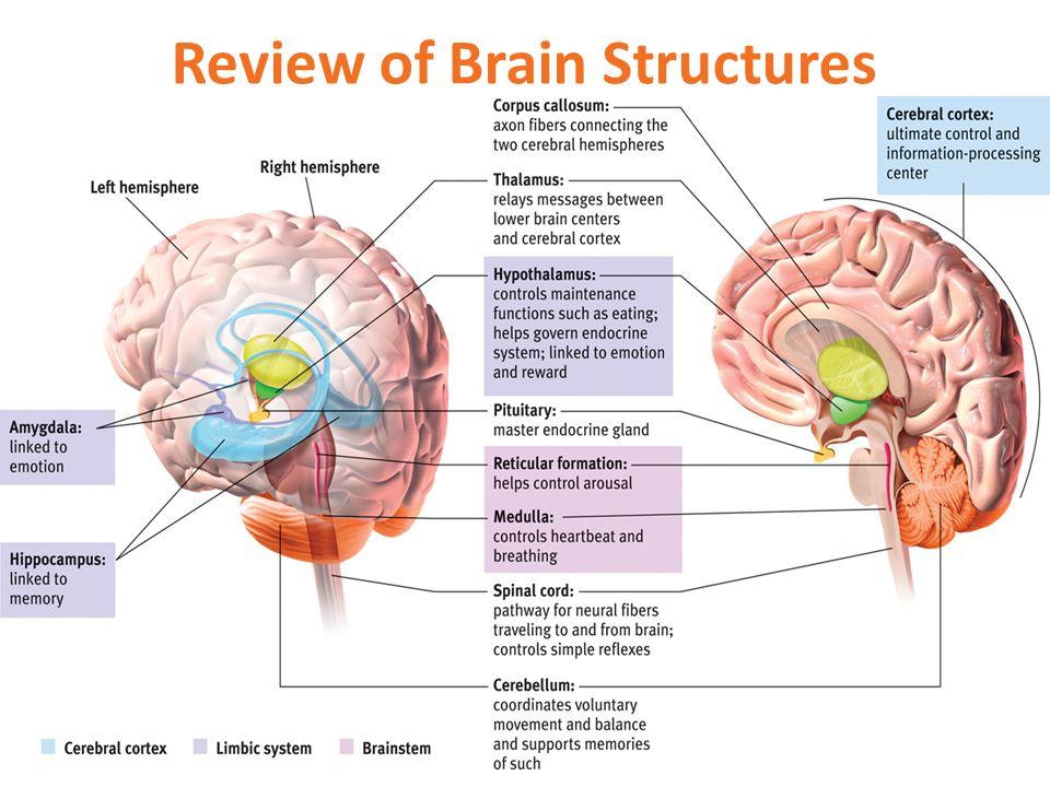 AP Psychology Review tweet media