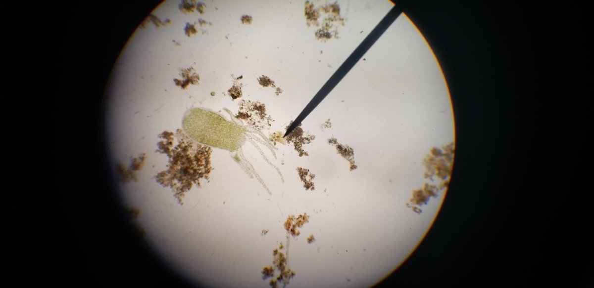 When your students start taking pictures through the microscope with their phones....and you realize they thought of something you never would have.