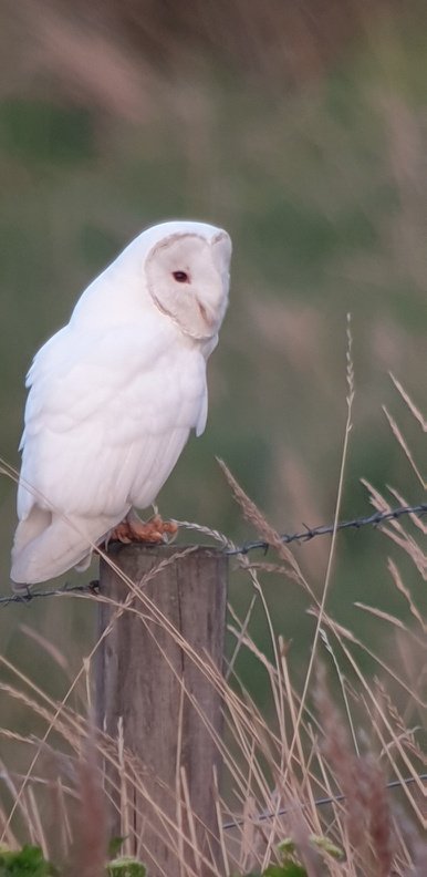 Birding Cley. tweet media