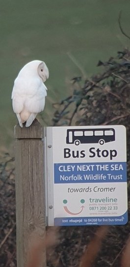 Birding Cley. tweet media