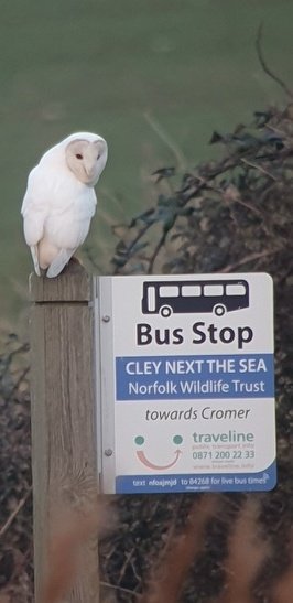 Birding Cley. tweet media