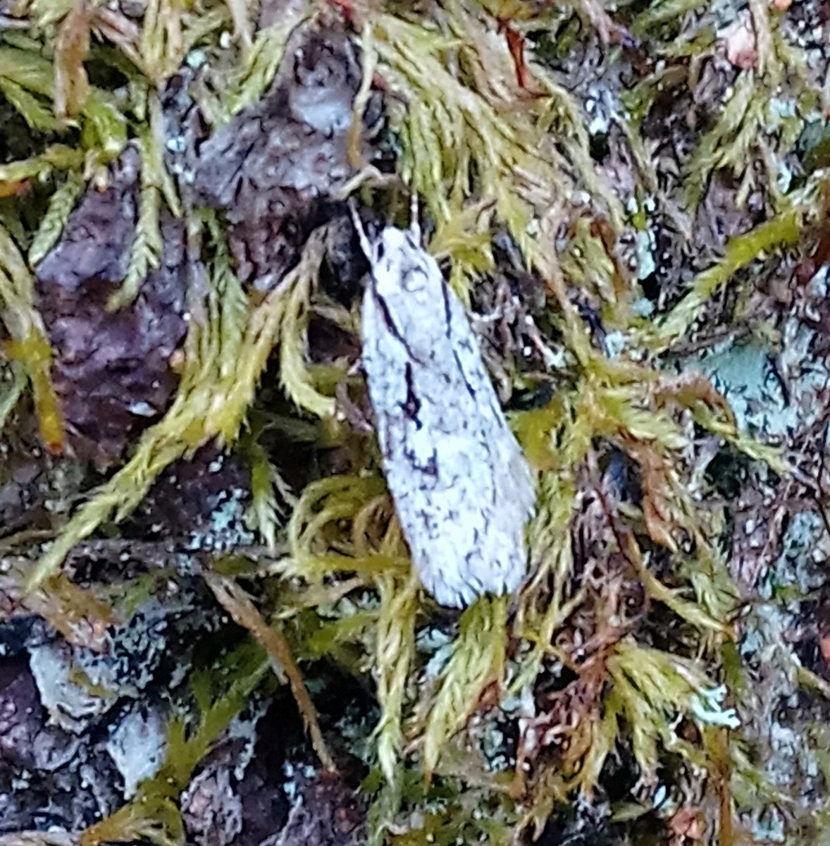 A few highlights from the moth traps last week at #Dundreggan. Rannoch Sprawler, Brindled Ochre, Diurnea fagella. #teammoth #lepidoptera #micromoth #Glenmoriston #Scottishhighlands #MothsMatter
