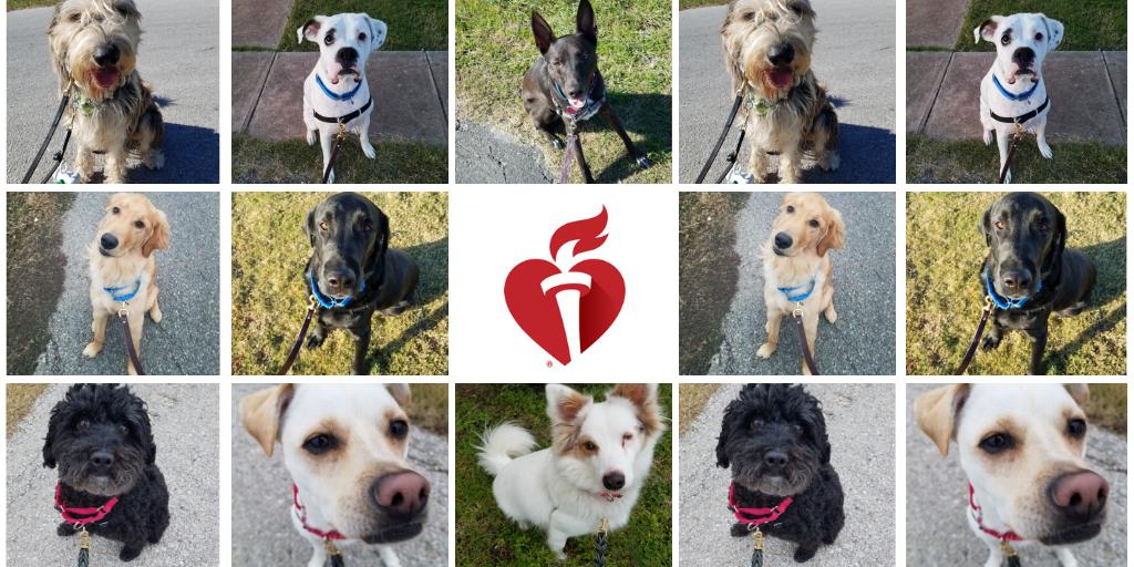 barkandzoom's tweet photo. Today is the American Heart Association's National Walking Day. So grab your pup and hit the trails! Good for you, good for your dog! #NationalWalkingDay https://t.co/wJgTS2TKef