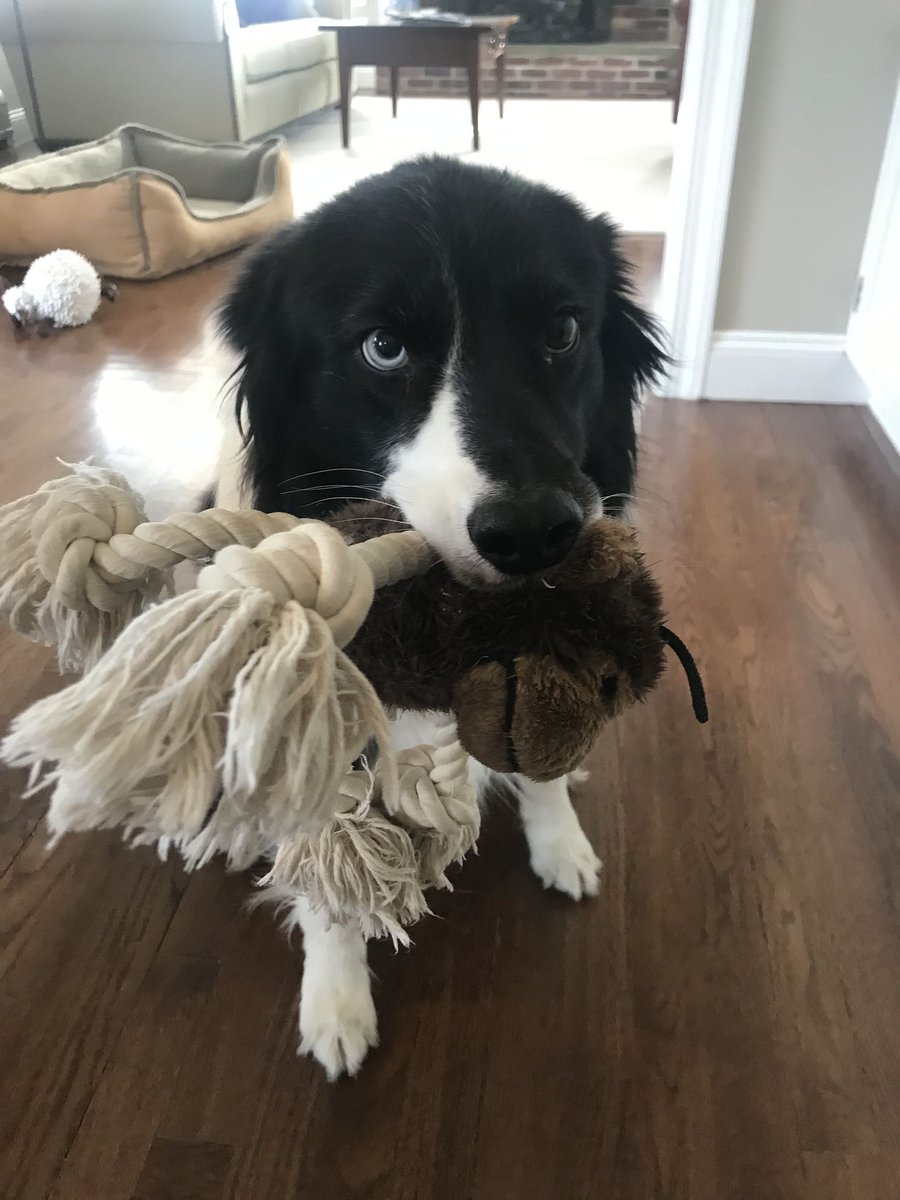 Meet Cooper, our #JoyDogOfTheWeek!
Likes: Taking our Project Manager, Hannah, on long walks, playing frisbee, and being the cutest doggo in all of Connecticut.
Dislikes: Thunder and dogs that are smaller than he is.