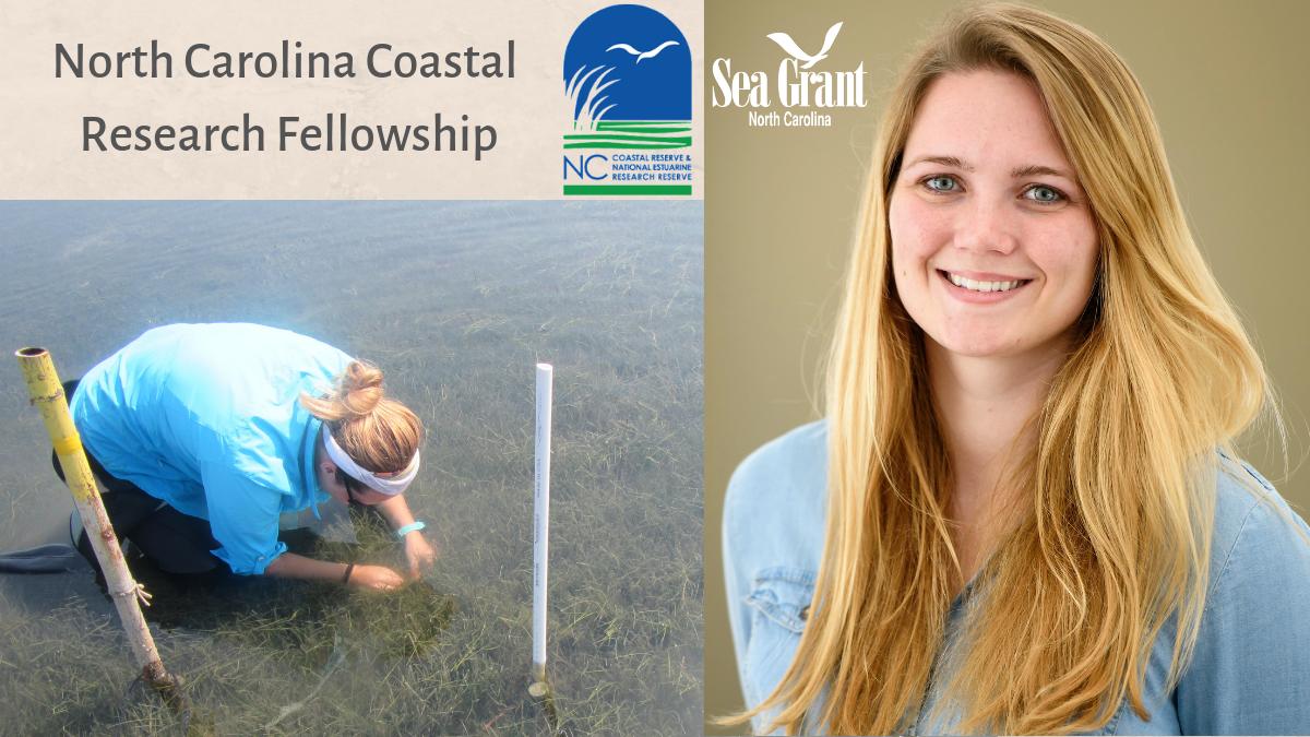 NCReserve's tweet photo. Have you met our new Coastal Research Fellow? @SarahDonaher is studying #facilitation, or how one species helps another, between #clams &amp; #seagrass. Can adding clams help restore damaged seagrass meadows or make them more #resilient to climate change? We can't wait to find out! https://t.co/kGLWzhbPYL