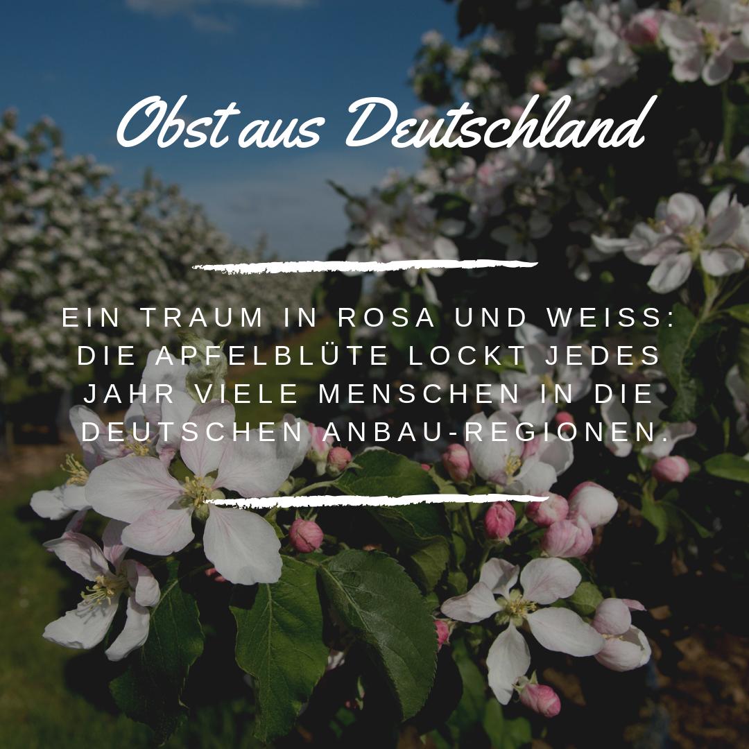 ObstausD's tweet photo. Wie wäre es mit einem #Ausflug 🚲🚆🚗 in deutsche #Obstanbauregionen 🇩🇪🍎🍒🍑 zur #Blütezeit 🌸🕐?
Wo und was blüht 🌸🌸🌸verrät der #Blütenbarometer unter ➡️ https://t.co/cYUn2yLfCM oder ➡️ https://t.co/RKFKam7A3M https://t.co/X0KAnCxbx4