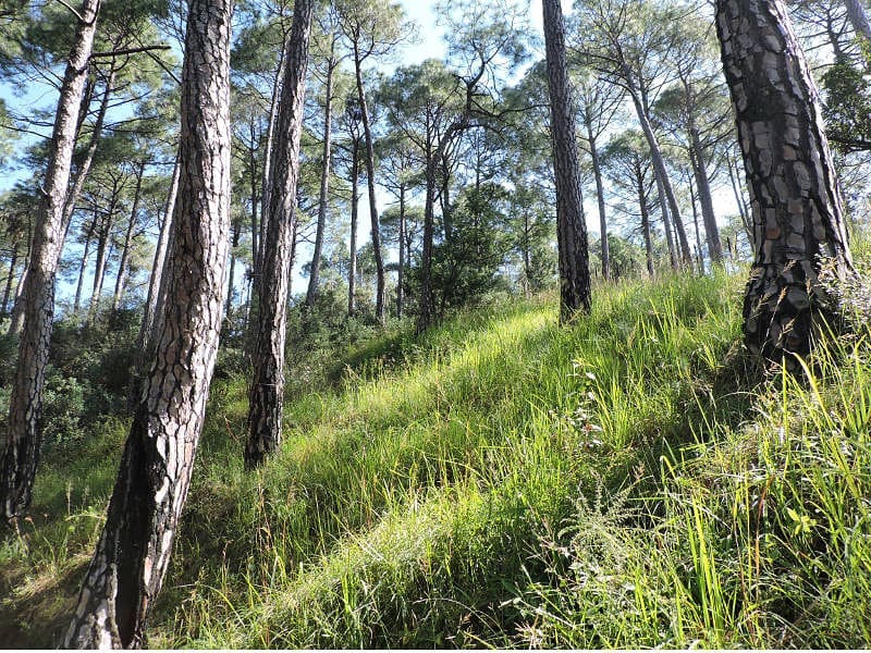 TripAdvisorInd's tweet photo. This week's #TripMaximizer is Madhurima Maiti. Almora, in Uttarakhand, is a beautiful hill station surrounded by mountains, known for its astounding natural beauty 🏔 

Want to get featured? Here’s how: https://t.co/pVjOERHosZ

📸 by @ mango_lady_diaries on IG https://t.co/Kw1fDAEBMS
