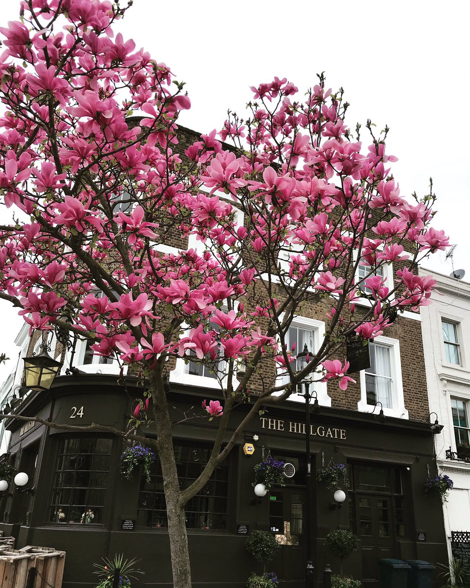 Because the weather is so awful today... here is a photo I took last week of the magnolia in #NottingHill ✨🌺✨🌺✨
