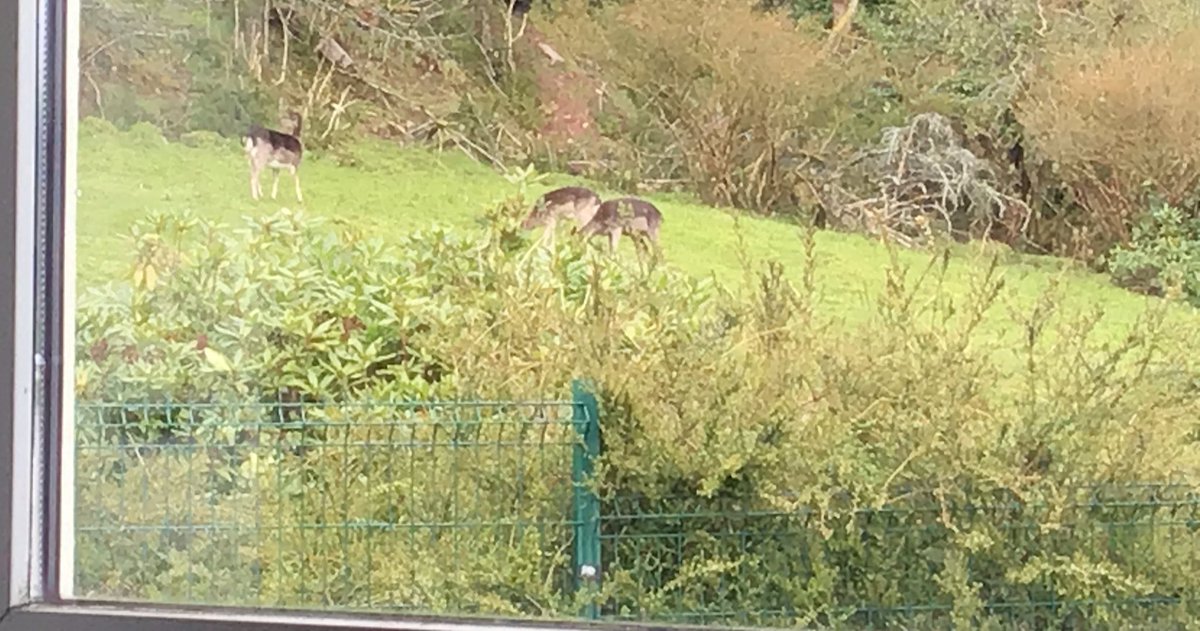 Lackamore NS tweet media