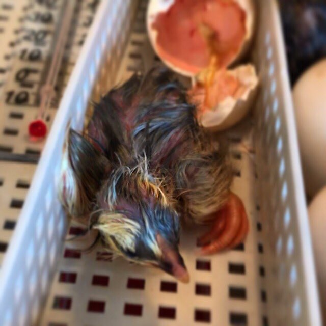 Nu är vi med kycklingar på jobbet 🐥 det har varit en jobbig dag, men alla mår bra 😉