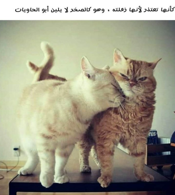 😂😂