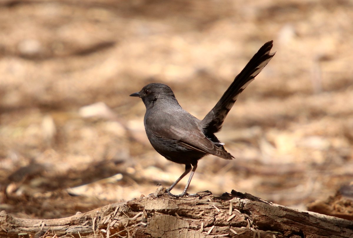 DungenessBO's tweet image. Not long back from a brilliant IBOC19 meeting at Eilat. A packed itinerary but it would have been rude not to take some time out to see the Black Bush Robins.