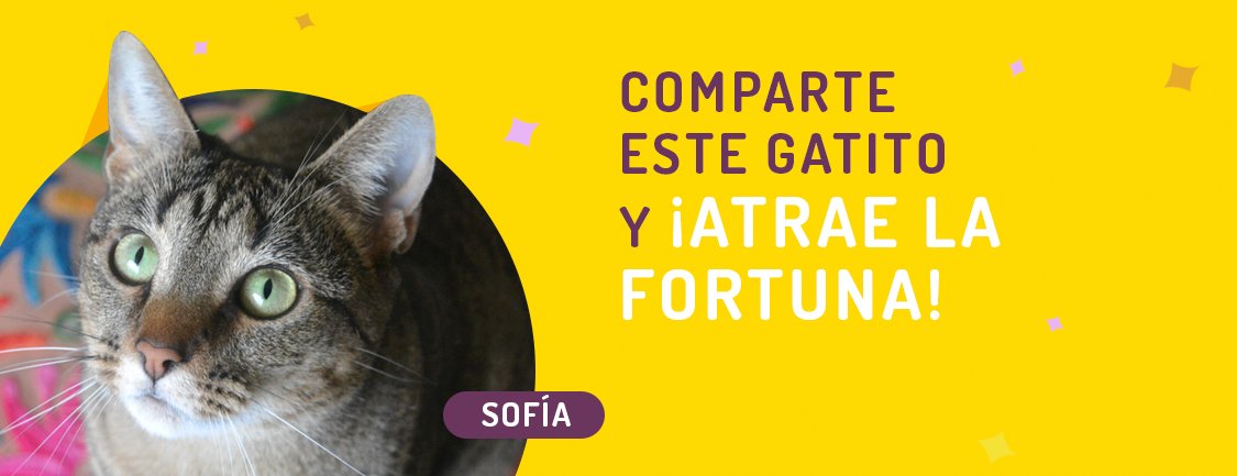 En Maneki amamos a los gatos, por eso promovemos la adopción responsable. Comparte este gatito de la fortuna, ayúdalo a encontrar un hogar y gana boletos para los sorteos. Este gatito pertenece a Club Gatero clubgatero.cl/gatitos-en-ado… compartemaneki.com/?adopta