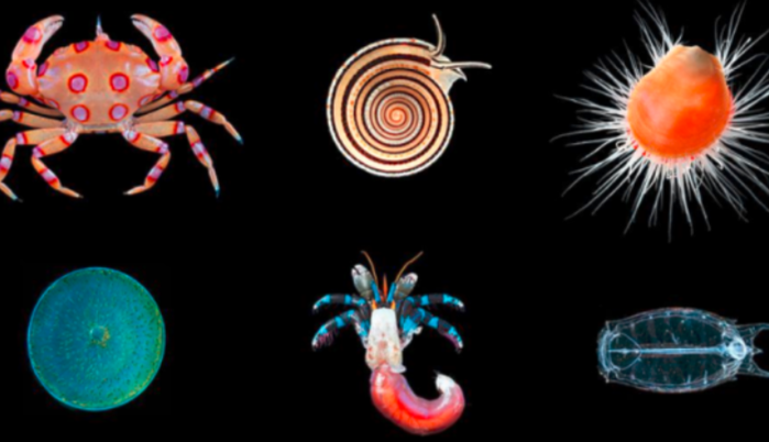 The Oceans exhibition at the Gallery of Evolution focuses on marine life, highlighting animals and ecosystems from across the world. 🐙
©Photo: MNHN
👉 bit.ly/2UM6pjq
#paris #museum  #gallery #spring #exhibition #event #blog #art #oceans #hotel