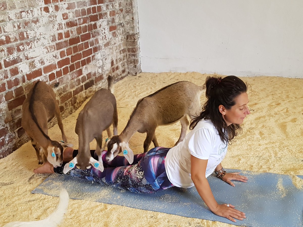 Our first goat yoga session of the year is just a few weeks away on Saturday 13th April 🐐😂
Check out how to join our family and adult sessions here
simplysoulful.co.uk/yoga/goat-yoga/